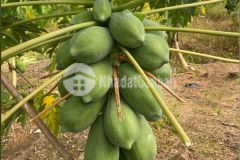 Bán gấp vườn đu đủ như hình giá 150 triệu