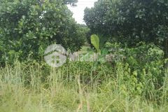 Cần bán gấp mảnh vườn 1000m2 giá ngộp 350tr gần kcn becamex