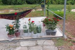 Bán 23000m2 đã quy hoạch đất ở tại buôn đôn đak lak shr chỉ 260tr 1 sào. lh0977446699