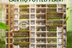 Khoảng trời xanh giữa căn hộ potted plant