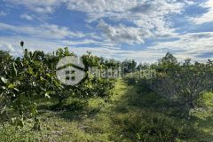 Bán 8857m2 đất cln hồng liêm đường ô tô tận nơi giá rẻ chỉ 130km2 lh 0938677909 xem sổ