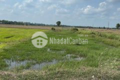 Bán 250m2 đất full thổ tại châu thành, trà vinh shr 560tr. lh0972989800