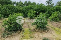 Bán 2000m2 đất tại tx.bình minh t.vĩnh long chỉ 900tr 1 công. lh0939100228.