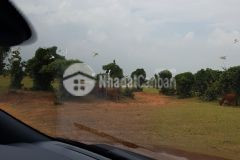 Bán 8952m2 đất vườn hồng thái sổ sẵn giá rẻ chỉ 65km2 lh 0938677909 xem sổ