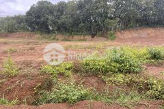 Ông chú tôi bể nát miếng đất thổ cư 500m2 giá 259 triệu sổ sẵn