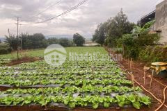 Một lô đất giá thiện chí thương lượng chính chủ, anh chị em không nên bỏ qua