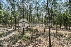 Chỉ 430.000đm2 sở hữu ngay lô đất 21.387m2 tại bình dương. lh0817383283.