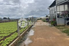 Hãy trở thành nhà đầu tư thông minh ngay hôm nay với lô đất ở ka đô siêu rẻ đẹp