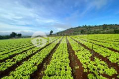 Không mua bây giờ thì mua khi nào đây mọi người ơi