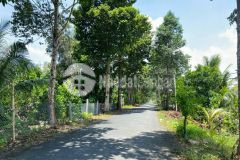 Bá.n 1.208m² đất mặt tiền lộ cái chanh thuộc ấp phú lộc, đông phú, châu thành, hậu giang