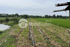 Bán 5 công đất gần tl864 tân thành, gò công đông, tiền giang