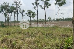 Bán 2 công đất mặt tiền tl864 đoạn gần phà bến chùa, gò công đông, tiền giang