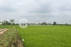 2 mẫu đất mặt tiền tl864 đoạn gần vàm kinh, đèn đỏ, gò công đông, tiền giang