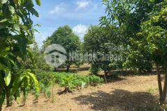 Bán đất vườn cây ăn trái có thổ cư tại xã long hoà