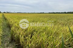 Cắt b.á.n 4,5 công đất giá chỉ 300tr 1 công đoạn gần phà bến chùa, gò công đông, tiền giang