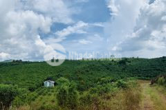 Bán đất tâm lâm, di linh, lâm đồng 1862m2 chỉ 1,5 tỷ duy nhất 1 lô