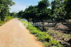 Nợ tiền ngân hàng nên cần bán gấp lô đất 1000 m2