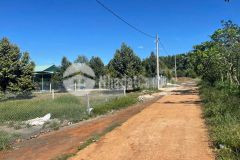 Bán đất vườn sầu riêng 1084 m2 gần quốc lộ 14, hệ thống tưới cây có sẵn 325 triệu