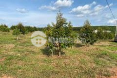 Chủ cần bán gấp 1000 m2 giá 180 triệu