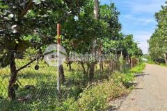 Bán gấp vườn mít 2143m2 đang thu hoạch giá 468tr