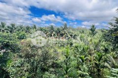 2,5ha thực tế 3ha thuộc hoà thuận bmt