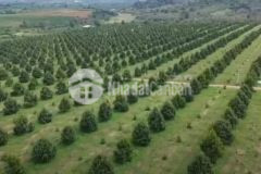 Cần bán 35 héc ta sầu riêng đang cho thu hoạch