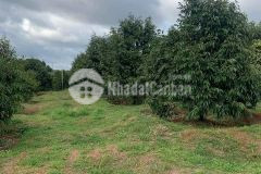 Bán nhanh vườn sầu riêng rộng hơn 1hecta