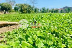 Bán đất 1250 nở hậu 22m cách hồ eakao 100m ngay khu dân cư