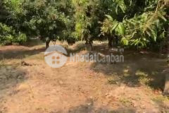 Bán nhanh 1000m vườn xoài to đùng suối cát đường đi kdl hòn bà cam lâm