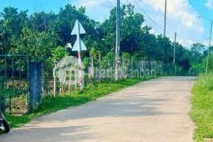 Hơn 3000m đất kế bên khu trồng chuối công nghệ cao cần bán gấp