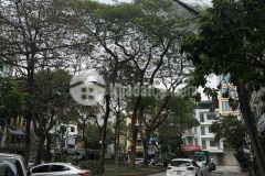 Cực sốc bán nhà khu phân lô đền lừ, hoàng mai 30 m2, 5 tầng, mặt tiền 3.3m, giá chỉ 7,x tỷ