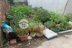 1. x tỷ có ngay 65m đất tại làng cố, thị trấn như quỳnh, văn lâm, 0835459289