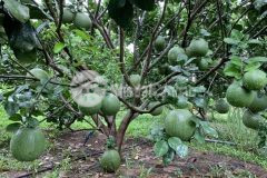 Cần tiền bán gấp lô đất 190 triệu