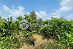 Hơn 1700m2 sầu riêng chanh không hạt đang cho trái. cách chợ vàm xáng 1,9km.