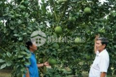 Chính chủ cần bán gấp 1000m2 đất vườn trái cây