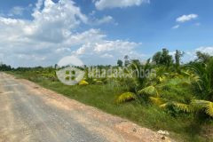 Bán lô đất vườn thạnh hòa, bến lức, long an, trên đất đang trồng dừa, chỉ 970 triệu 0932660780