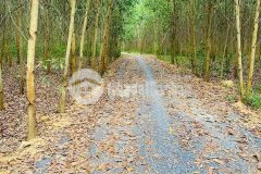 Bán đất vườn diên xuân giá rẻ cách khu dân cư chỉ hơn 700m