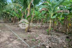 Chinh chủ bán 1214m2 đất tại vĩnh long, chỉ 990.0001m2. lh0387281194.