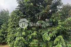 Bán 1 héc ta sầu đông đặc tại eahleo, dak lak