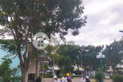 Đất đẹp trung tâm k1, ninh thuận cách quảng trường trung tâm 400m giá 2tỷ340