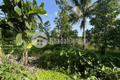 Chủ gửi b.án nền cln 150,5m² đường 3m phường tân phú, cái răng, tp. cần thơ, 590 triệ.u lh 0939 9