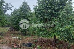 2 sào 7 đất ngang 33m,thổ cư 300m,có sẵn cây ăn trái