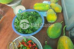 Cho thuê nhà vườn khép kín 2 ngủ wc bếp phòng khách nhà kho khu nuôi gà tiểu cảnh,