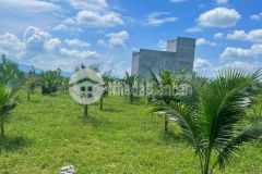 Bán farm nhà yến và vườn dừa ninh thượng ninh hòa giáp suối chảy quanh năm