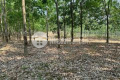 Bán 7.7 xào cao su tại đồng phú, đất phẳng đẹp có 200m mặt tiền, chỉ 900tr. lh0362903904.