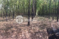 Cần bán 2.7 ha cao su tại đồng phú bình phước pháp lý rõ ràng 6 tỷ. lh0929936879.