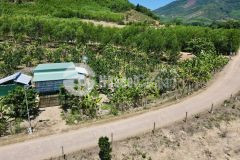 Bán vườn cây trái khánh phú giáp suối có nhà cấp 4 lưng tựa núi mặt hướng ra sông