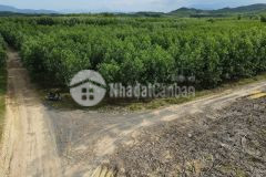 Bán đất vườn diên xuân giá rẻ mặt tiền đường liên xã