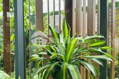 Một không gian sống xanh mát sẽ phần nào giúp chúng ta có 1 sức khoẻ tốt năng lượng tích cực