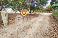 Bán vườn chôm chôm cổ thụ diên lâm sát bên hương lộ 39